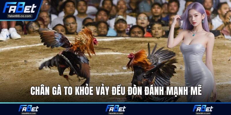 Chân gà to khỏe vảy đều đòn đánh mạnh mẽ