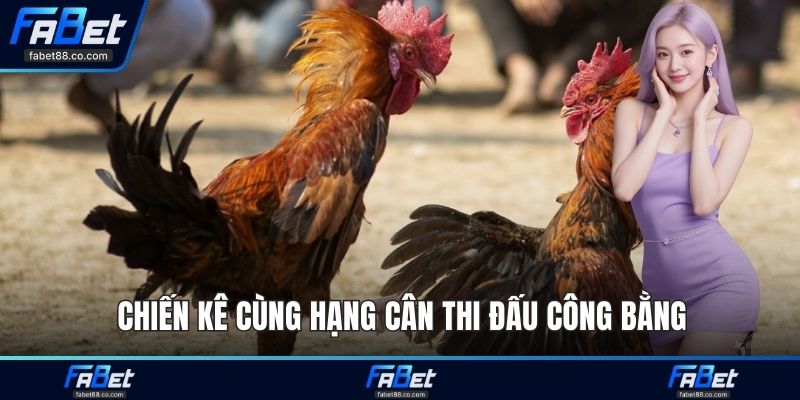 Chiến kê cùng hạng cân thi đấu công bằng