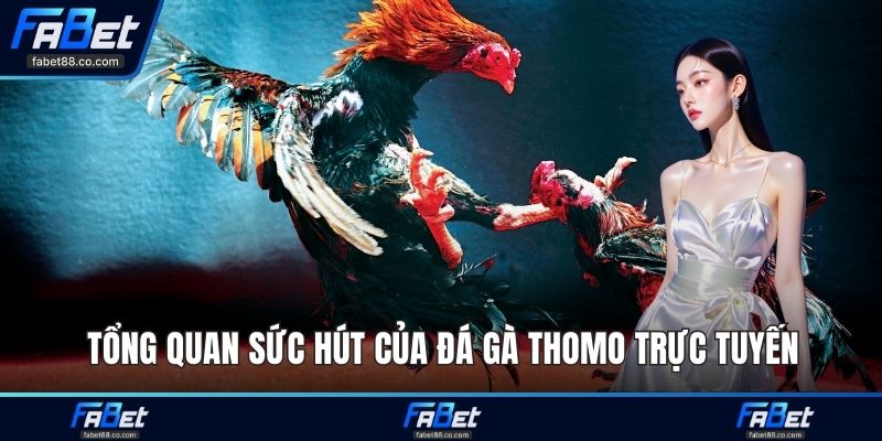 Tổng quan sức hút của đá gà Thomo trực tuyến