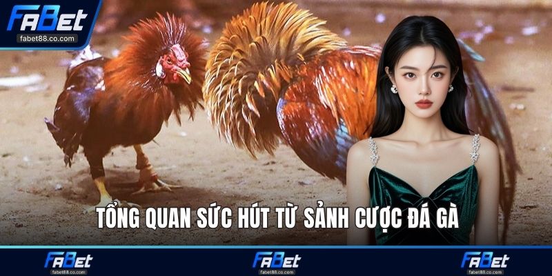 Tổng quan sức hút từ sảnh cược đá gà